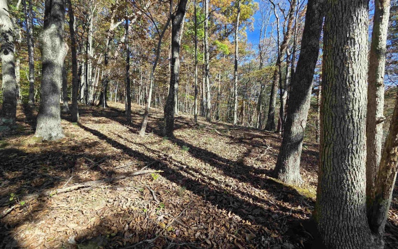 TBD Route 219 (RR), Kerens, West Virginia 26276, 0 , 0 ,0,Lots/land,For Sale,Route 219,0,10167525 TBD Route 219 (RR), Kerens, West Virginia 26276, 0 , 0 ,0,Lots/land,For Sale,Route 219,0,10167525