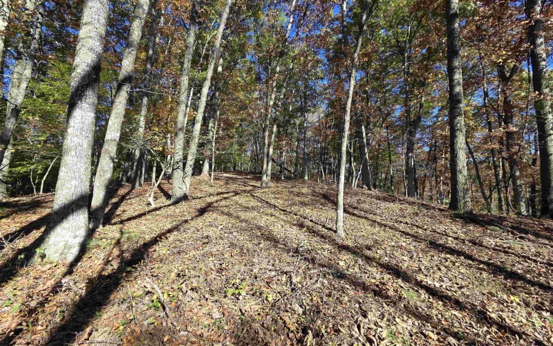 TBD Route 219 (RR), Kerens, West Virginia 26276, 0 , 0 ,0,Lots/land,For Sale,Route 219,0,10167525 TBD Route 219 (RR), Kerens, West Virginia 26276, 0 , 0 ,0,Lots/land,For Sale,Route 219,0,10167525