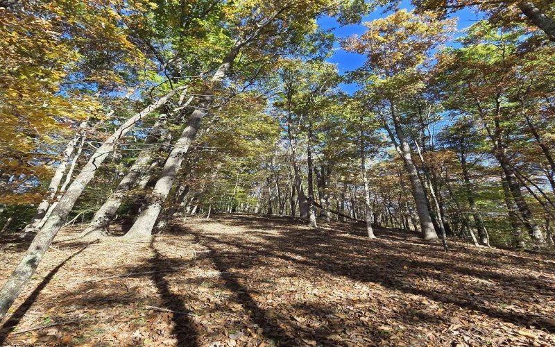 TBD Route 219 (RR), Kerens, West Virginia 26276, 0 , 0 ,0,Lots/land,For Sale,Route 219,0,10167525 TBD Route 219 (RR), Kerens, West Virginia 26276, 0 , 0 ,0,Lots/land,For Sale,Route 219,0,10167525