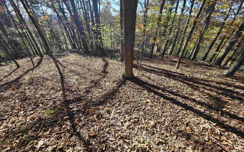 TBD Route 219 (RR), Kerens, West Virginia 26276, 0 , 0 ,0,Lots/land,For Sale,Route 219,0,10167525 TBD Route 219 (RR), Kerens, West Virginia 26276, 0 , 0 ,0,Lots/land,For Sale,Route 219,0,10167525