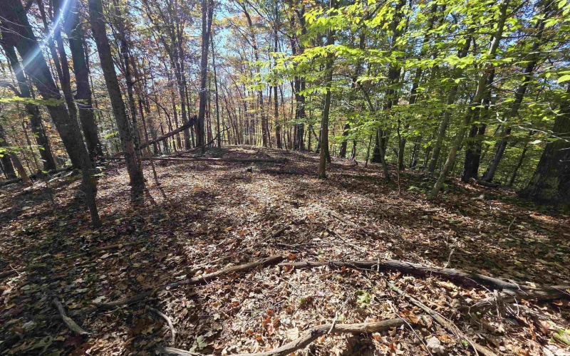 TBD Route 219 (RR), Kerens, West Virginia 26276, 0 , 0 ,0,Lots/land,For Sale,Route 219,0,10167525 TBD Route 219 (RR), Kerens, West Virginia 26276, 0 , 0 ,0,Lots/land,For Sale,Route 219,0,10167525