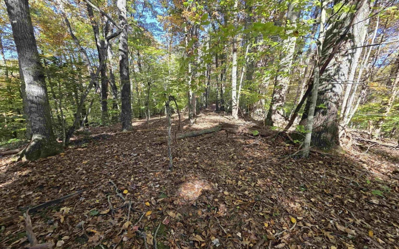 TBD Route 219 (RR), Kerens, West Virginia 26276, 0 , 0 ,0,Lots/land,For Sale,Route 219,0,10167525 TBD Route 219 (RR), Kerens, West Virginia 26276, 0 , 0 ,0,Lots/land,For Sale,Route 219,0,10167525