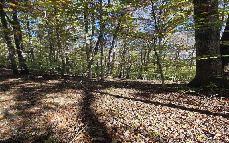 TBD Route 219 (RR), Kerens, West Virginia 26276, 0 , 0 ,0,Lots/land,For Sale,Route 219,0,10167525 TBD Route 219 (RR), Kerens, West Virginia 26276, 0 , 0 ,0,Lots/land,For Sale,Route 219,0,10167525