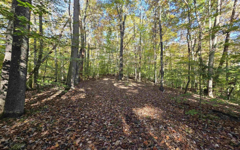 TBD Route 219 (RR), Kerens, West Virginia 26276, 0 , 0 ,0,Lots/land,For Sale,Route 219,0,10167525 TBD Route 219 (RR), Kerens, West Virginia 26276, 0 , 0 ,0,Lots/land,For Sale,Route 219,0,10167525