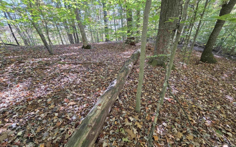 TBD Route 219 (RR), Kerens, West Virginia 26276, 0 , 0 ,0,Lots/land,For Sale,Route 219,0,10167525 TBD Route 219 (RR), Kerens, West Virginia 26276, 0 , 0 ,0,Lots/land,For Sale,Route 219,0,10167525
