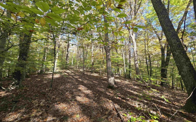 TBD Route 219 (RR), Kerens, West Virginia 26276, 0 , 0 ,0,Lots/land,For Sale,Route 219,0,10167525 TBD Route 219 (RR), Kerens, West Virginia 26276, 0 , 0 ,0,Lots/land,For Sale,Route 219,0,10167525