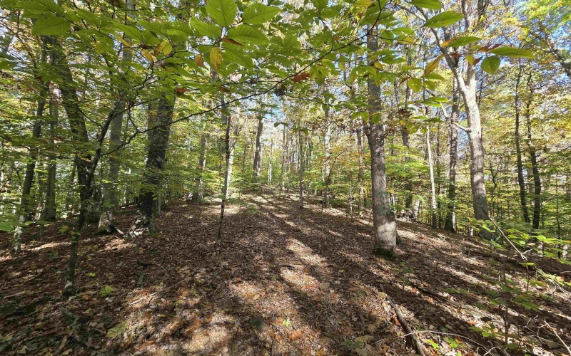 TBD Route 219 (RR), Kerens, West Virginia 26276, 0 , 0 ,0,Lots/land,For Sale,Route 219,0,10167525 TBD Route 219 (RR), Kerens, West Virginia 26276, 0 , 0 ,0,Lots/land,For Sale,Route 219,0,10167525