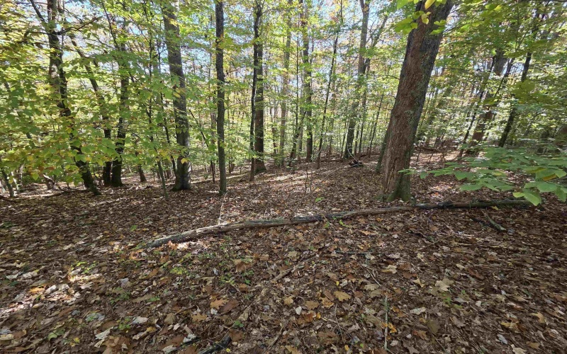 TBD Route 219 (RR), Kerens, West Virginia 26276, 0 , 0 ,0,Lots/land,For Sale,Route 219,0,10167525 TBD Route 219 (RR), Kerens, West Virginia 26276, 0 , 0 ,0,Lots/land,For Sale,Route 219,0,10167525