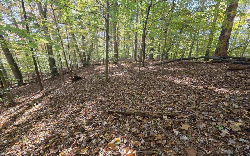 TBD Route 219 (RR), Kerens, West Virginia 26276, 0 , 0 ,0,Lots/land,For Sale,Route 219,0,10167525 TBD Route 219 (RR), Kerens, West Virginia 26276, 0 , 0 ,0,Lots/land,For Sale,Route 219,0,10167525