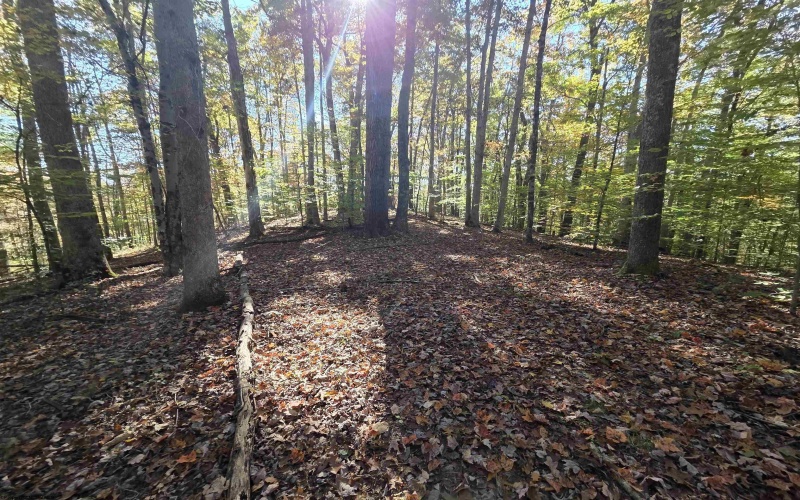 TBD Route 219 (RR), Kerens, West Virginia 26276, 0 , 0 ,0,Lots/land,For Sale,Route 219,0,10167525 TBD Route 219 (RR), Kerens, West Virginia 26276, 0 , 0 ,0,Lots/land,For Sale,Route 219,0,10167525