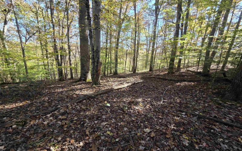 TBD Route 219 (RR), Kerens, West Virginia 26276, 0 , 0 ,0,Lots/land,For Sale,Route 219,0,10167525 TBD Route 219 (RR), Kerens, West Virginia 26276, 0 , 0 ,0,Lots/land,For Sale,Route 219,0,10167525
