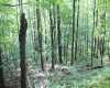 Lot 7 High Mountain Road, Harman, West Virginia 26270, ,Lots/land,For Sale,High Mountain,10099944