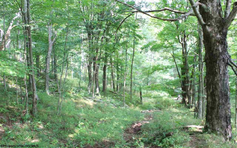 Lot 7 High Mountain Road, Harman, West Virginia 26270, ,Lots/land,For Sale,High Mountain,10099944