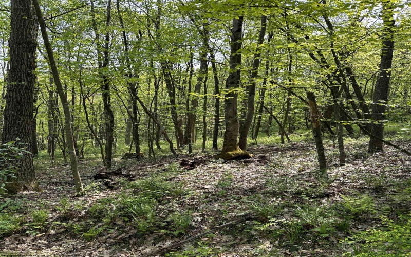 Lot C Sand Bank Road, Masontown, West Virginia 26542, ,Lots/land,For Sale,Sand Bank,10149036