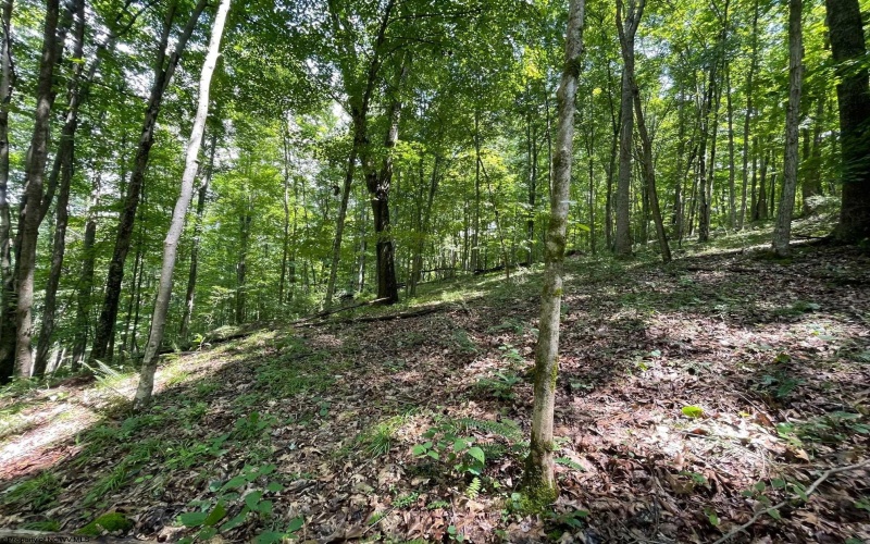 519 Back Alum Fork Road, Camden, West Virginia 26338, ,Lots/land,For Sale,Back Alum Fork,10150152