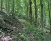 519 Back Alum Fork Road, Camden, West Virginia 26338, ,Lots/land,For Sale,Back Alum Fork,10150152