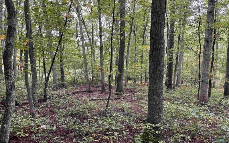 Lot 2 Deckers Trail Road, Masontown, West Virginia 26542, ,Lots/land,For Sale,Deckers Trail,10151262