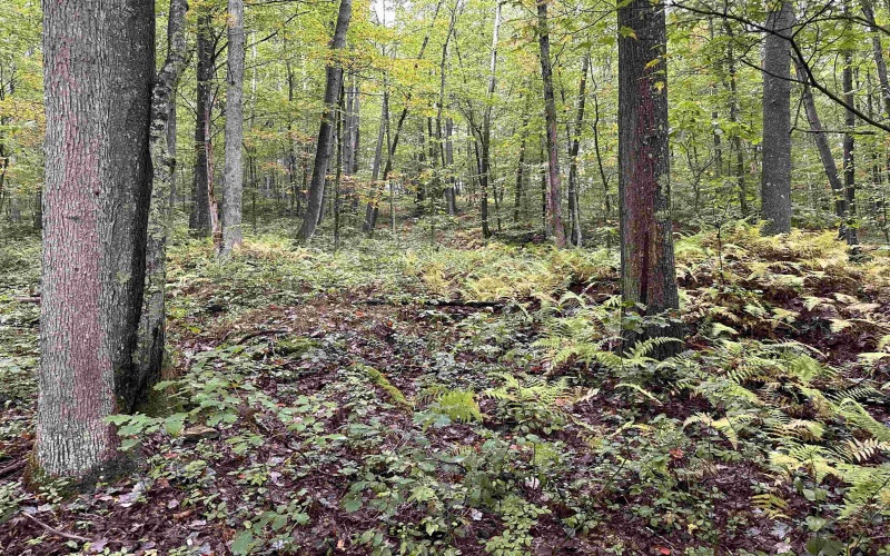 Lot 2 Deckers Trail Road, Masontown, West Virginia 26542, ,Lots/land,For Sale,Deckers Trail,10151262