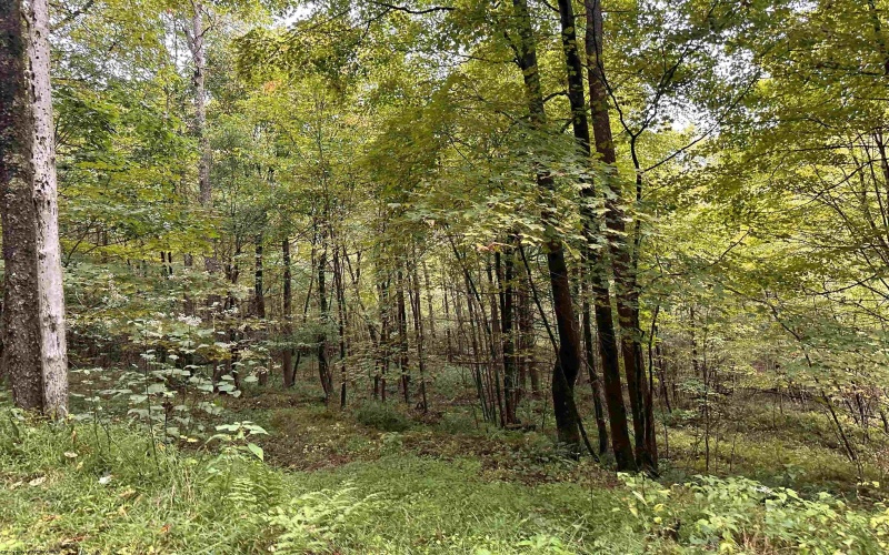 Lot 3 Deckers Trail Road, Masontown, West Virginia 26542, ,Lots/land,For Sale,Deckers Trail,10151270