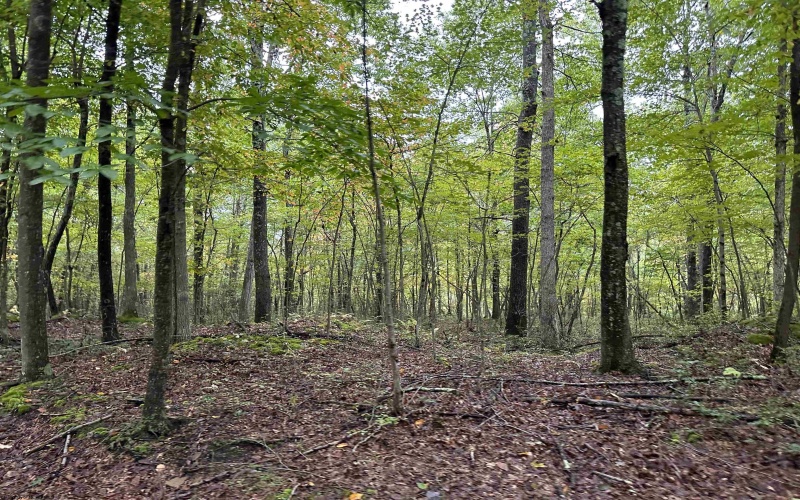 Lot 3 Deckers Trail Road, Masontown, West Virginia 26542, ,Lots/land,For Sale,Deckers Trail,10151270