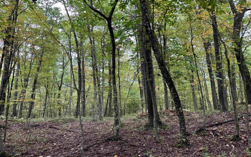 Lot 3 Deckers Trail Road, Masontown, West Virginia 26542, ,Lots/land,For Sale,Deckers Trail,10151270