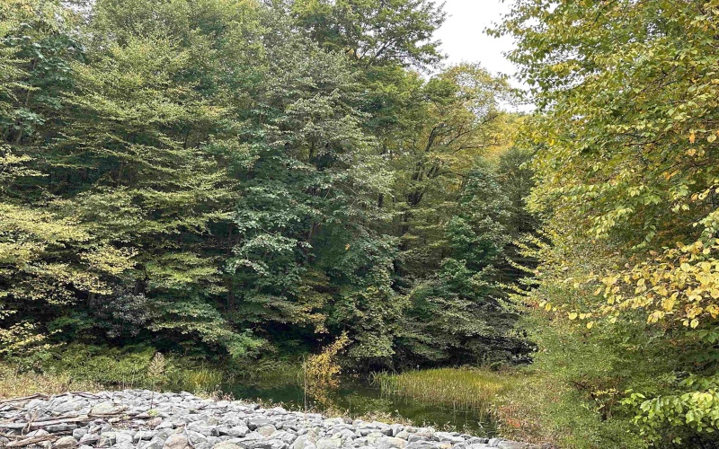 Lot 6 Deckers Trail Road, Masontown, West Virginia 26542, ,Lots/land,For Sale,Deckers Trail,10151273