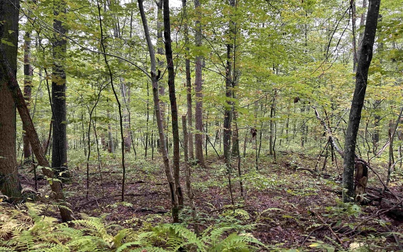 Lot 6 Deckers Trail Road, Masontown, West Virginia 26542, ,Lots/land,For Sale,Deckers Trail,10151273