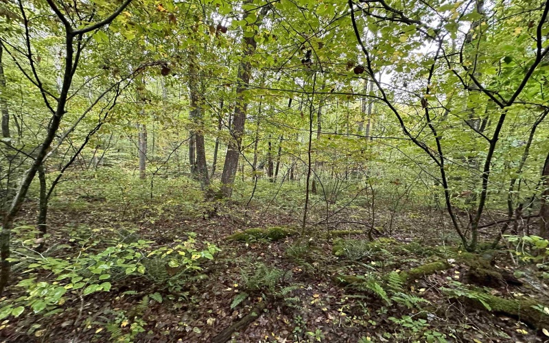 Lot 7 Deckers Trail Road, Masontown, West Virginia 26542, ,Lots/land,For Sale,Deckers Trail,10151274