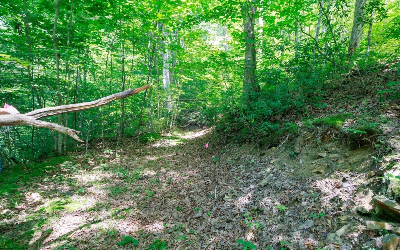 Route 250 Road, Huttonsville, West Virginia 26273, ,Lots/land,For Sale,Route 250,10145047