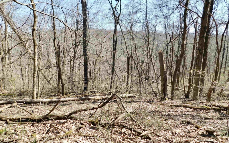 TBD Longhorn Lane, Morgantown, West Virginia 26508, ,Lots/land,For Sale,Longhorn,10148385