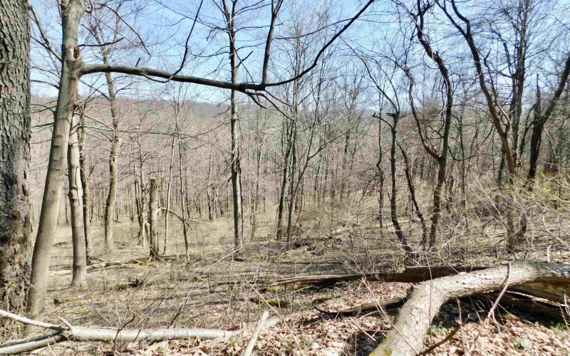 TBD Longhorn Lane, Morgantown, West Virginia 26508, ,Lots/land,For Sale,Longhorn,10148385