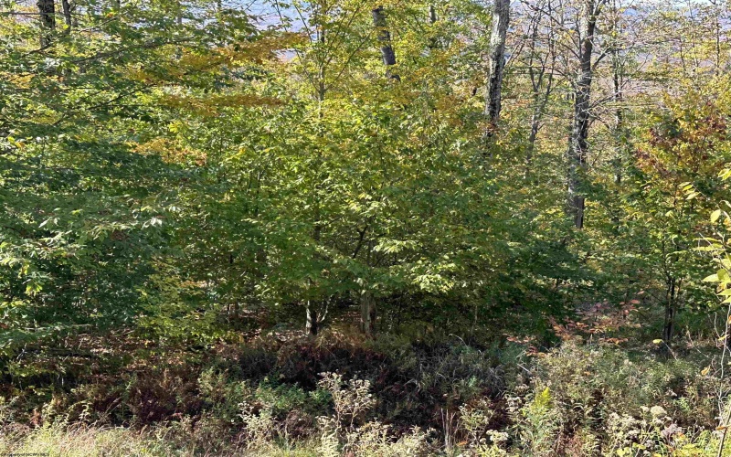 Lot 73 Twister Lane, Davis, West Virginia 26260, ,Lots/land,For Sale,Twister,10151478