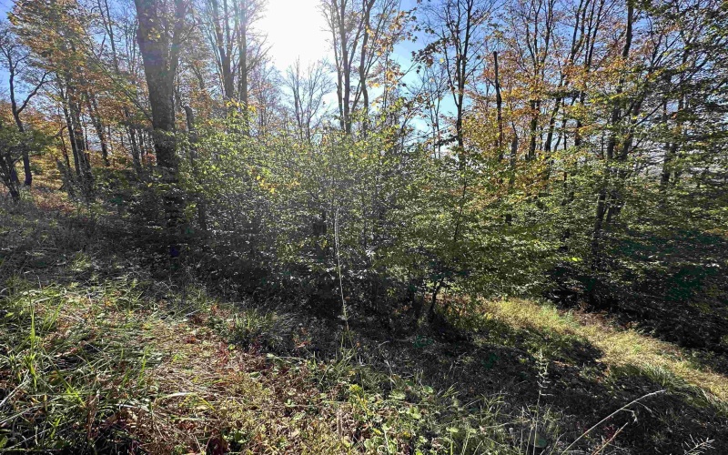 Lot 73 Twister Lane, Davis, West Virginia 26260, ,Lots/land,For Sale,Twister,10151478