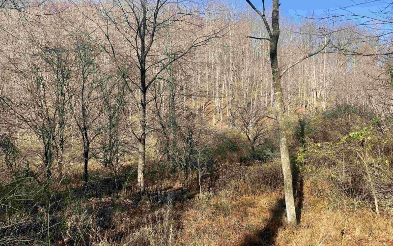 Lot 2 Jesse's Run Road, Fairview, West Virginia 26570, ,Lots/land,For Sale,Jesse's Run,10151768