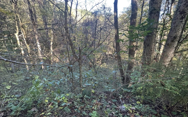 Lot 7 CANNON HILL Road, Rowlesburg, West Virginia 26425, ,Lots/land,For Sale,CANNON HILL,10151474