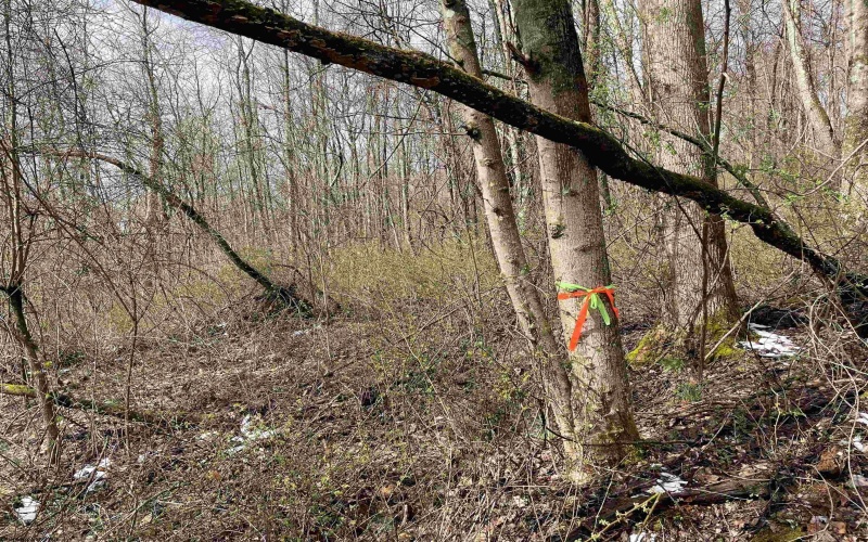 Lot 23 Hobbits Glenn Estates, Masontown, West Virginia 26542, ,Lots/land,For Sale,Hobbits Glenn,10152470