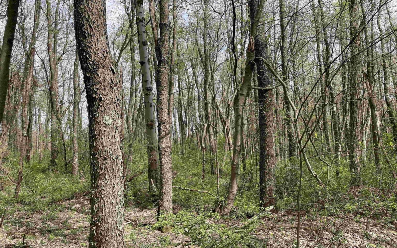 Lot 28 Hobbits Glenn Estates, Masontown, West Virginia 26542, ,Lots/land,For Sale,Hobbits Glenn,10152471