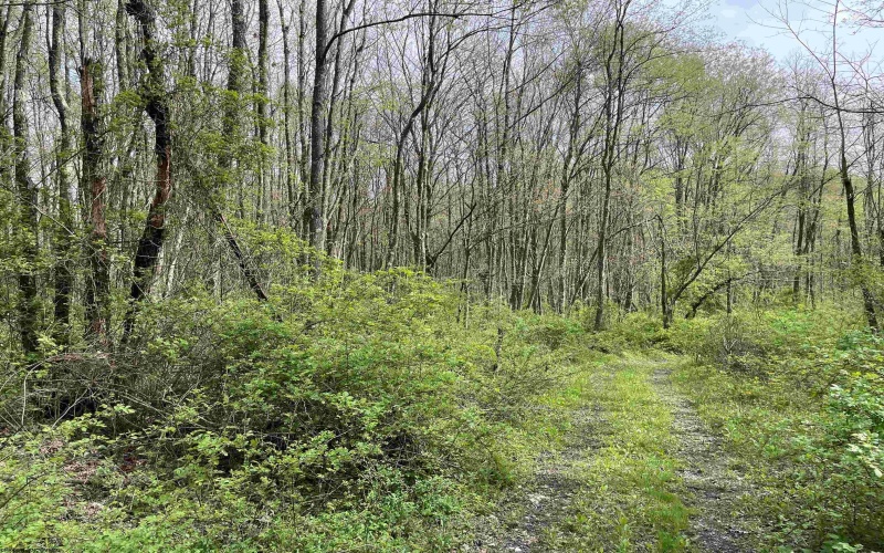 Lot 28 Hobbits Glenn Estates, Masontown, West Virginia 26542, ,Lots/land,For Sale,Hobbits Glenn,10152471