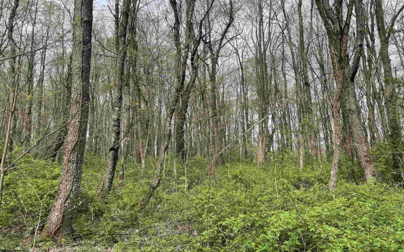 Lot 28 Hobbits Glenn Estates, Masontown, West Virginia 26542, ,Lots/land,For Sale,Hobbits Glenn,10152471