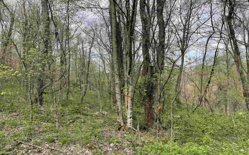 Lot 28 Hobbits Glenn Estates, Masontown, West Virginia 26542, ,Lots/land,For Sale,Hobbits Glenn,10152471