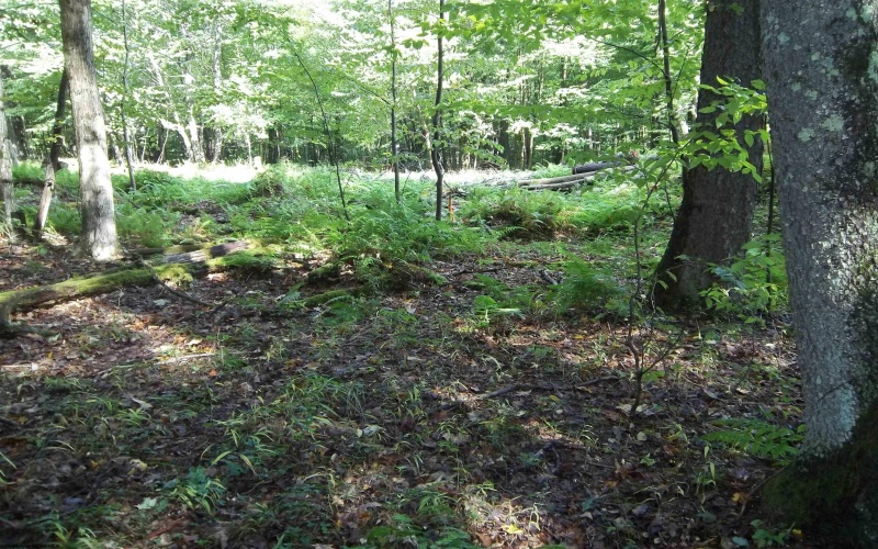 LOT 19 Hemlock Ridge Road, Terra Alta, West Virginia 26764, ,Lots/land,For Sale,Hemlock Ridge,10152599