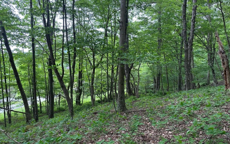 Lot 21 Hickory Flats Road, Dryfork, West Virginia 26263, ,Lots/land,For Sale,Hickory Flats,10152700