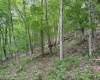 Lot 21 Hickory Flats Road, Dryfork, West Virginia 26263, ,Lots/land,For Sale,Hickory Flats,10152700