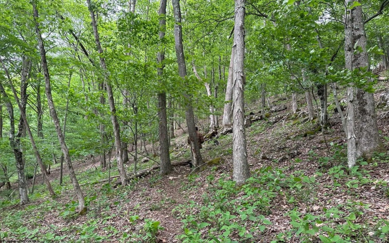 Lot 21 Hickory Flats Road, Dryfork, West Virginia 26263, ,Lots/land,For Sale,Hickory Flats,10152700