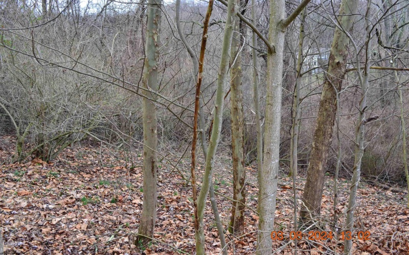 Lot 48 Poplar Street, Jane Lew, West Virginia 26378, ,Lots/land,For Sale,Poplar,10153190