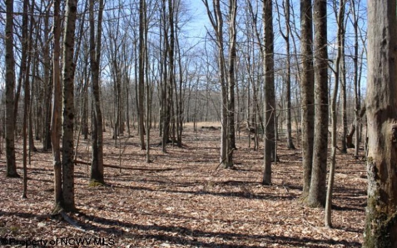 Lot 7 Sand Bank Heights Road, Masontown, West Virginia 26542, ,Lots/land,For Sale,Sand Bank Heights,10153293