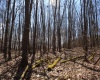 Lot 2 Sand Bank Heights Road, Masontown, West Virginia 26542, ,Lots/land,For Sale,Sand Bank Heights,10153298