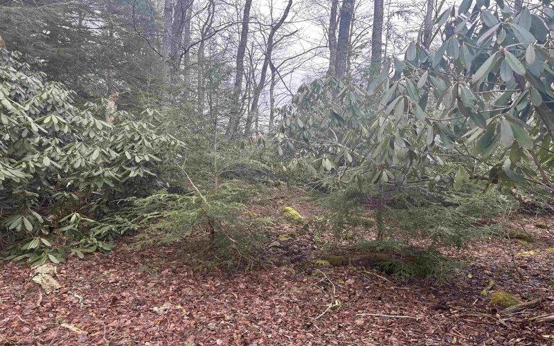 Lot 4 Medici Lane, Davis, West Virginia 26260, ,Lots/land,For Sale,Medici,10153531